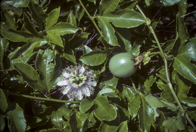 APII jpeg image of Passiflora edulis  © contact APII