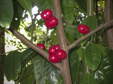 APII jpeg image of Phaleria clerodendron  © contact APII