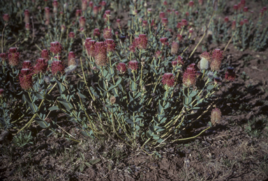 APII jpeg image of Pimelea decora  © contact APII