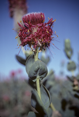 APII jpeg image of Pimelea decora  © contact APII