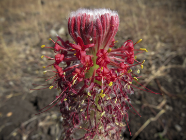 APII jpeg image of Pimelea haematostachya  © contact APII