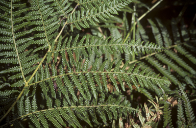 APII jpeg image of Pteridium aquilinum subsp. wightianum  © contact APII