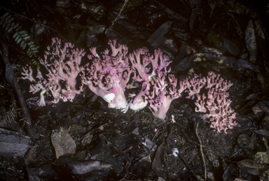 APII jpeg image of Ramaria  © contact APII