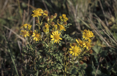 APII jpeg image of Senecio jacobaea  © contact APII