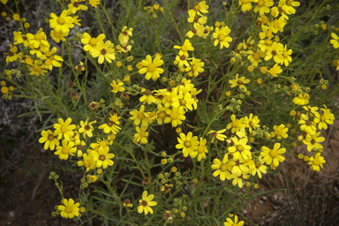 APII jpeg image of Senecio pinnatifolius var. pinnatifolius  © contact APII