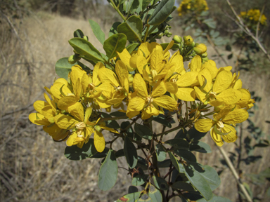 APII jpeg image of Senna artemisioides subsp. oligophylla  © contact APII