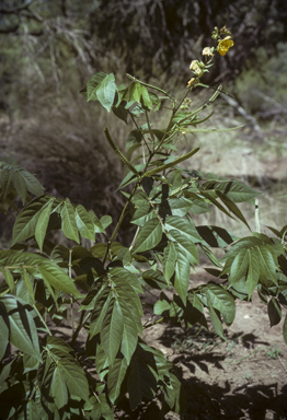 APII jpeg image of Senna occidentalis  © contact APII