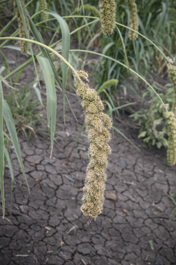 APII jpeg image of Setaria italica  © contact APII