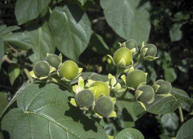 APII jpeg image of Solanum abutiloides  © contact APII