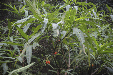 APII jpeg image of Solanum aviculare  © contact APII