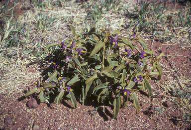 APII jpeg image of Solanum centrale  © contact APII