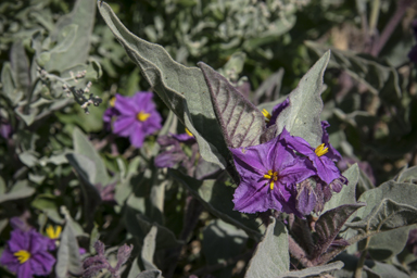 APII jpeg image of Solanum ellipticum  © contact APII