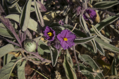 APII jpeg image of Solanum ellipticum  © contact APII