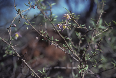 APII jpeg image of Solanum ferocissimum  © contact APII