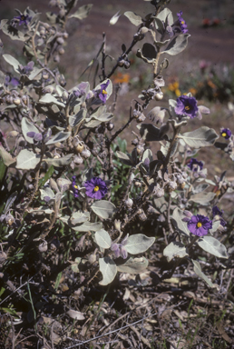 APII jpeg image of Solanum lasiophyllum  © contact APII