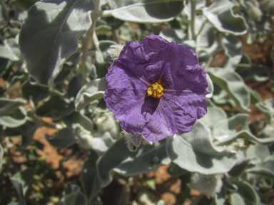 APII jpeg image of Solanum lasiophyllum  © contact APII