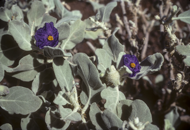 APII jpeg image of Solanum lasiophyllum  © contact APII