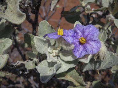 APII jpeg image of Solanum lasiophyllum  © contact APII