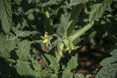 APII jpeg image of Solanum lycopersicum  © contact APII