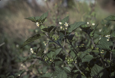 APII jpeg image of Solanum nigrum  © contact APII