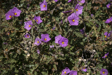 APII jpeg image of Solanum petrophilum  © contact APII