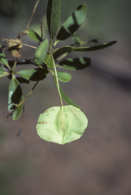 APII jpeg image of Terminalia oblongata  © contact APII