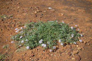 APII jpeg image of Trachymene cyanantha  © contact APII