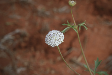 APII jpeg image of Trachymene glaucifolia  © contact APII