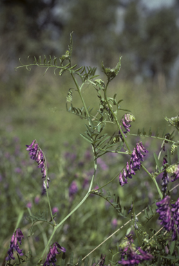 APII jpeg image of Vicia villosa subsp. eriocarpa  © contact APII