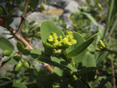 APII jpeg image of Wikstroemia indica  © contact APII