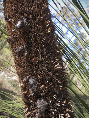 APII jpeg image of Xanthorrhoea glauca subsp. angustifolia  © contact APII