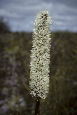 APII jpeg image of Xanthorrhoea minor subsp. lutea  © contact APII