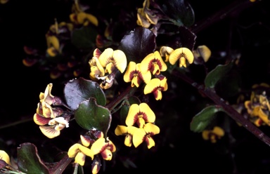 APII jpeg image of Daviesia buxifolia  © contact APII