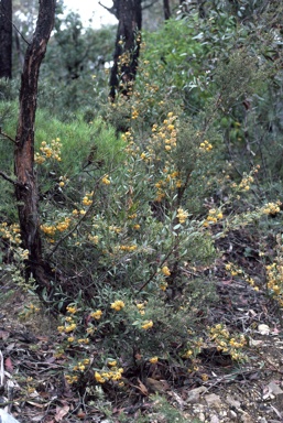 APII jpeg image of Daviesia  corymbosa  © contact APII