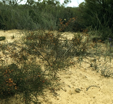 APII jpeg image of Daviesia  divaricata  © contact APII