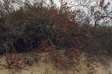 APII jpeg image of Daviesia  divaricata  © contact APII