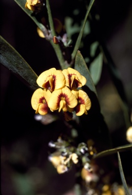 APII jpeg image of Daviesia laevis  © contact APII