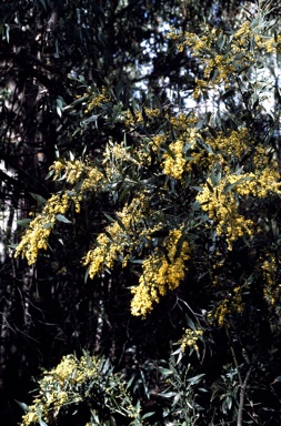 APII jpeg image of Daviesia laxiflora  © contact APII