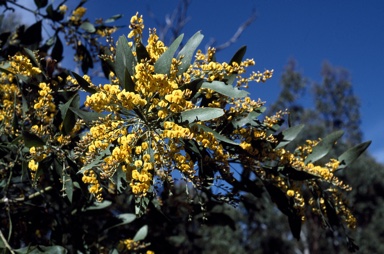 APII jpeg image of Daviesia laxiflora  © contact APII