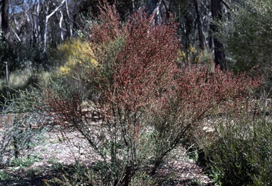 APII jpeg image of Daviesia physodes  © contact APII