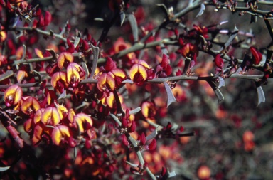 APII jpeg image of Daviesia physodes  © contact APII