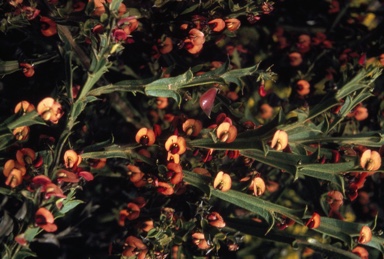 APII jpeg image of Daviesia trigonophylla  © contact APII