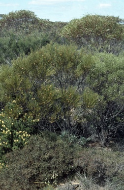 APII jpeg image of Daviesia lineata  © contact APII