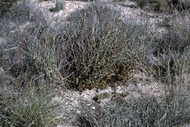 APII jpeg image of Daviesia smithiorum  © contact APII