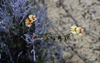 APII jpeg image of Mirbelia corallina  © contact APII