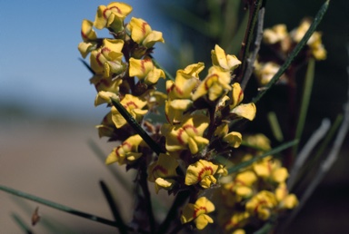 APII jpeg image of Mirbelia longifolia  © contact APII