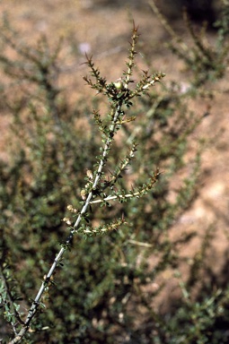 APII jpeg image of Mirbelia microphylla  © contact APII