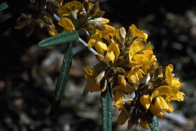 APII jpeg image of Oxylobium arborescens  © contact APII