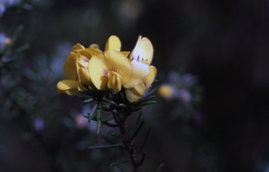 APII jpeg image of Pultenaea divaricata  © contact APII