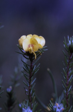 APII jpeg image of Pultenaea divaricata  © contact APII